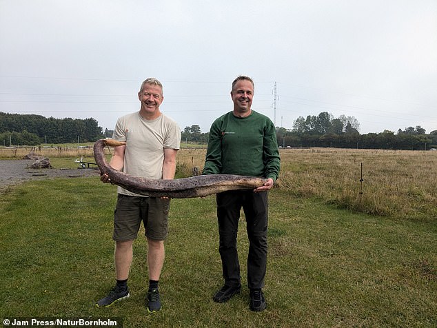 Beach cleaners René Vilsholm, Morten Gebhardt and Kenneth Nielsen were collecting trash on their local beach. In the photo, Gebhardt and Nielsen with their find.