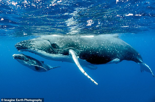 Adult humpback whales (pictured) measure between 39 and 52 feet. The males produce a complex song that lasts 10 to 20 minutes and which they repeat for hours (file photo)