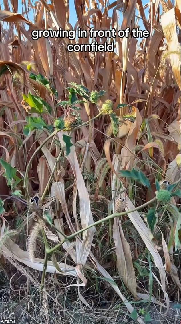 Kirsten explained that she was at her fiancé's parents' house watching the sunset when they noticed a plant growing on the side of the corn field.