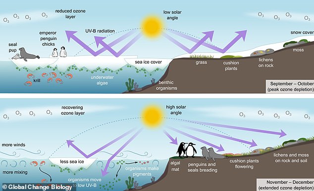 Ultraviolet radiation from the sun (illustrated) can create serious threats to animal life in the polar regions. During March, when ozone was at its peak, researchers found that the UV index was up to 7 percent lower in the Arctic.