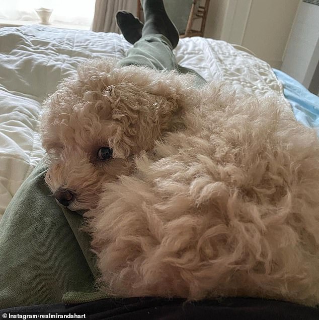 He later got a new dog, a Poochon named Patti, who fans described as his 