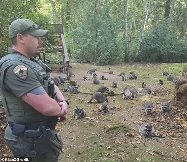 A woman in Kitsap County, near Poulsbo, called authorities after realizing she couldn't leave her house due to the abundance of raccoons on her property, lingering and begging for food in broad daylight.