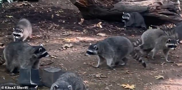 The raccoons visited his house at all hours of the day and night, even scratching the windows and walls of the house to get his attention.