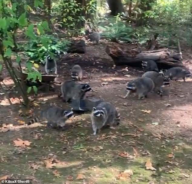 She only called for backup last week after the mammals surrounded her car in her densely wooded backyard, making getting out an impossible task.