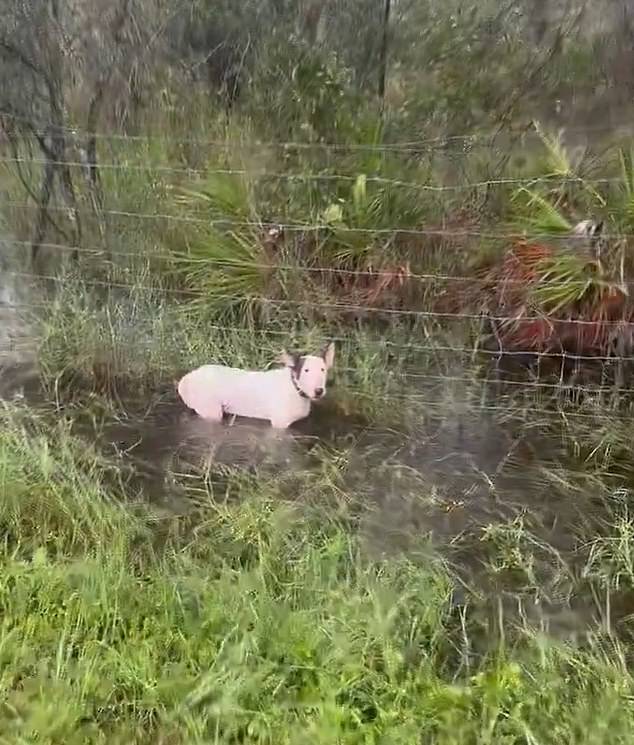 When the officer approaches and the dog realizes it is trapped, it begins to growl while the small animal remains in the water up to its chest. It is unknown who the dog belonged to or how it got there.