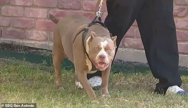 The pit bulls were detained after the attack, as the owner appeared to be more concerned about the well-being of her dogs than the baby and her daughter.