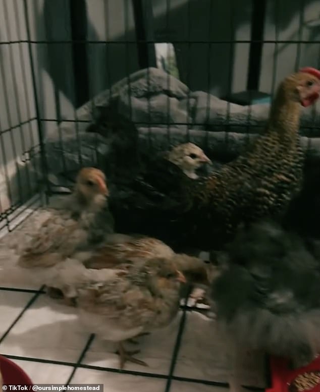 They also took about 20 chickens inside the family home, although not into the bedroom.