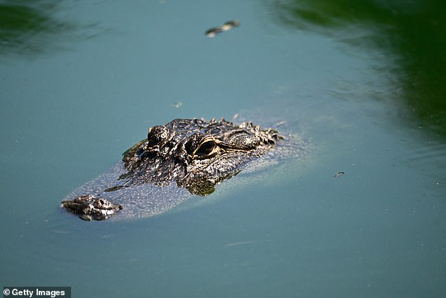 Although they rarely attack humans; Alligators can become aggressive if stressed or provoked.