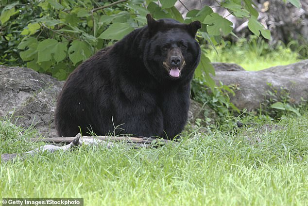 Protecting bear attractants includes adding hardware to existing trash cans to make them more bear-resistant and storing food scraps away from post-hurricane debris.