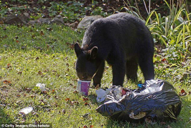 Bears across Florida can also take advantage of easy access to food, as post-storm cleanup is underway and normal services have not yet resumed.