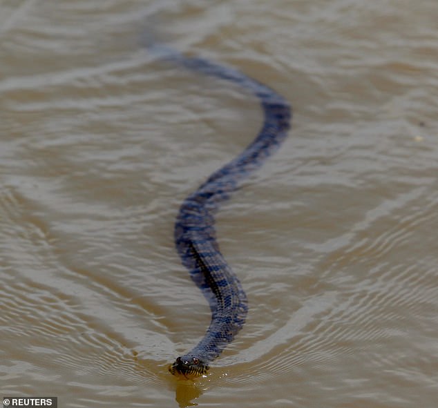 During storms, snakes can often be swept away by flood waters or caused to seek shelter in debris, houses, sheds or barns.