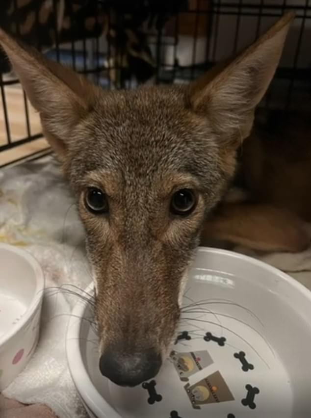 Zelda arrived at the center severely dehydrated and emaciated. He had no fever and voluntarily took oral fluids after arrival.