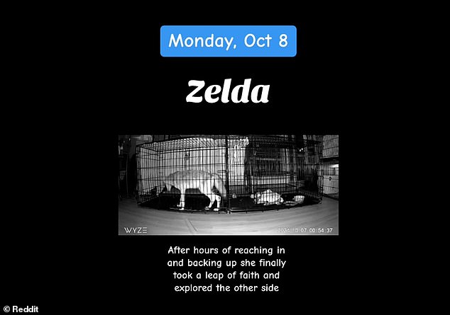 Zelda has regained almost all of her strength and the wildlife rehabilitation center will be moving her to an outdoor enclosure shortly.