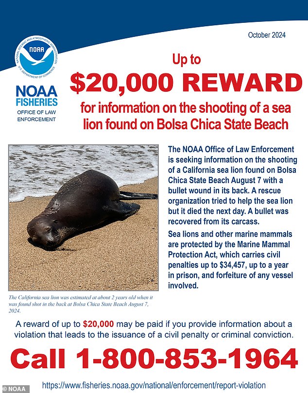 NOAA offers $20,000 prize for information on sea lion killer