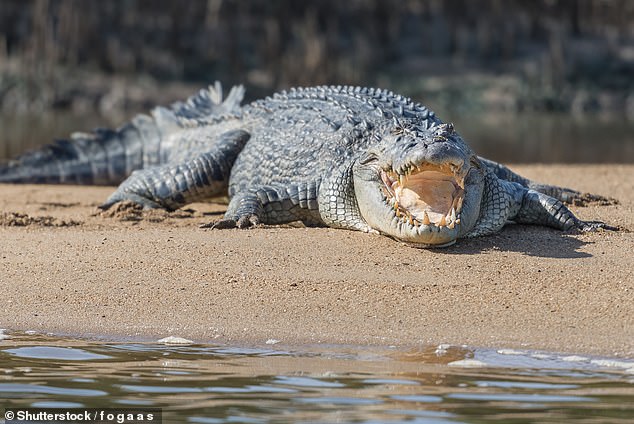 The Queensland government has pleaded with tourists and locals in the past to stay clockwise to avoid easily avoidable tragedies in the future.