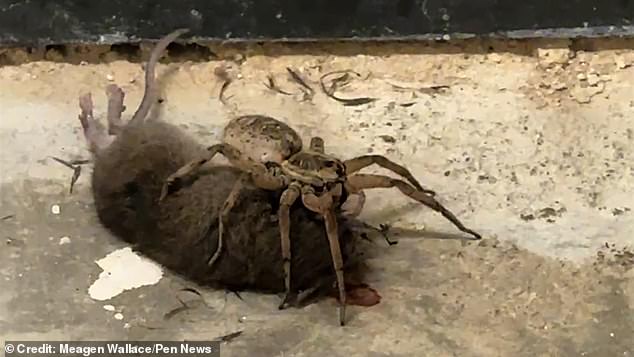 Upon opening the front door, they found one of the largest types of spiders in the US, with a victim 