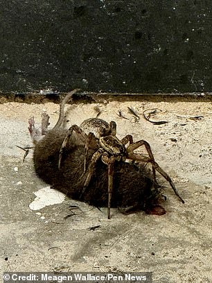 Wahlberg said the spider could be scavenging for another animal's prey, but most likely it killed the mouse.