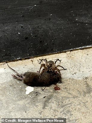 Texas arachnologist Ashley Wahlberg, known as the 'Spider Lady', said that it is a wolf spider of the genus hogna, one of the largest found in the US.