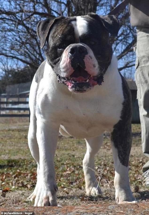 Several puppies were eaten by bulldog Sookie before the savage attack on a woman. STOCK IMAGE (NOT SOOKIE)