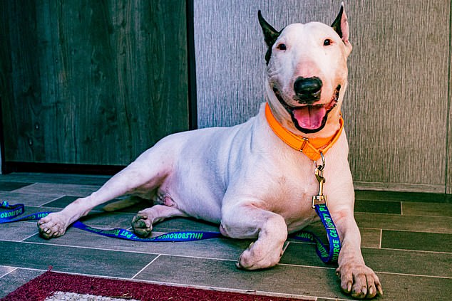 A bull terrier-type dog named Trooper captured the hearts of the Internet after being found tied to a post in a puddle of water near Tampa as the hurricane raged.