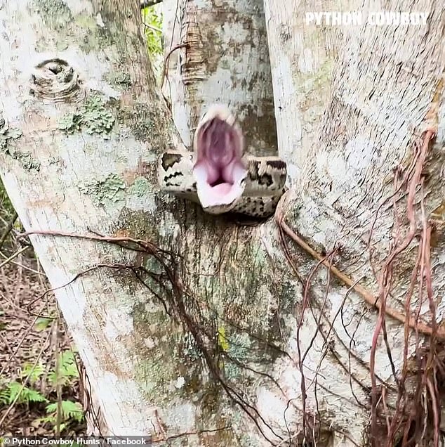 Hunting guide Mike Kimmel, known as the 'Python Cowboy,' shared a video on Facebook on October 9 of a tense encounter with a Burmese python that lunged aggressively after being discovered by his dog, Otto.