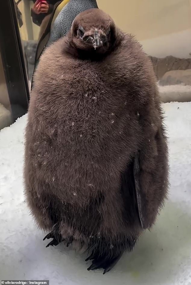 Animal lovers around the world have been stunned by the astonishing size of Pesto, a penguin chick weighing a whopping 23kg (pictured)