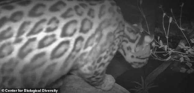 Another image shows the bobcat standing on what appears to be a branch looking towards the mountainous terrain.