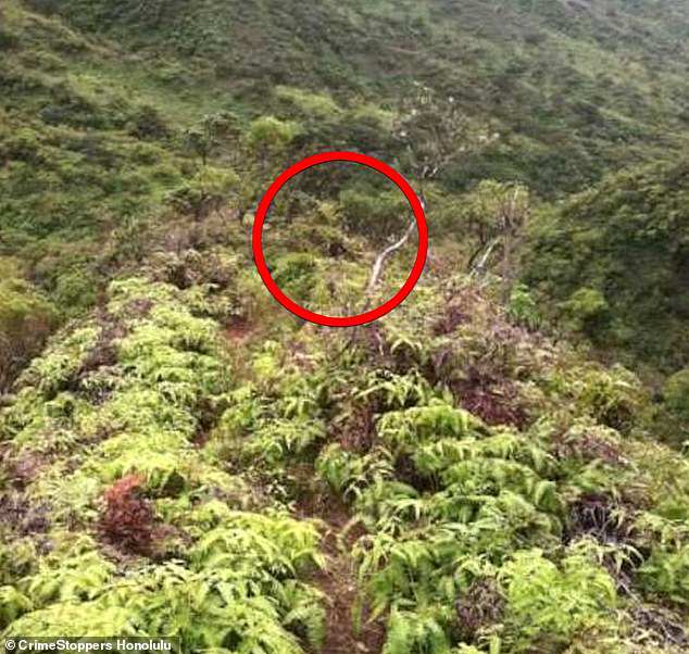 One of the last photos Pua sent to his family was taken on the Kulana'ahane trail, which they later realized showed a mysterious human figure crouching in the bushes.