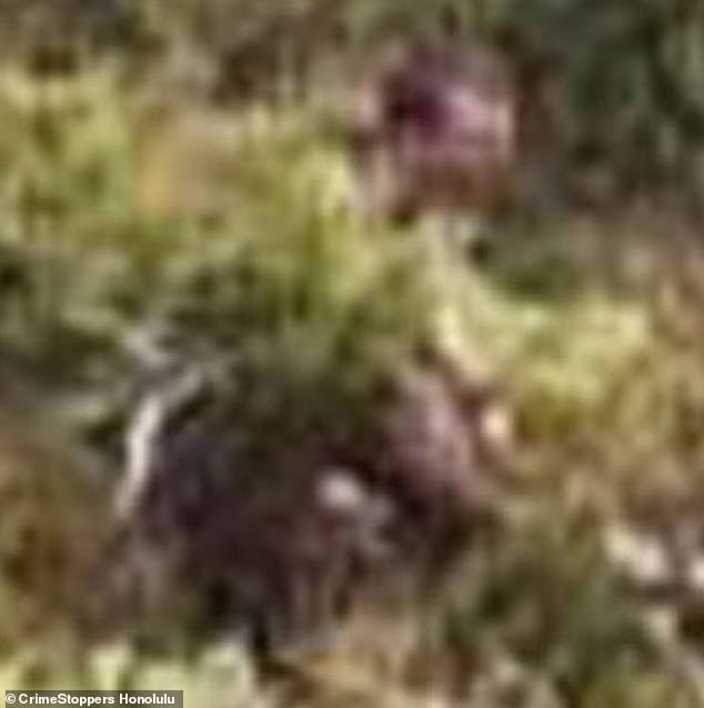 A grainy photo shared by Pua before he disappeared shows the shadow of a man in the distance.