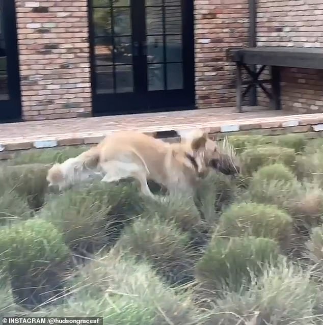 The self-proclaimed animal lover joked about Reggie being a horse after seeing her jumping and galloping through tall grass shortly after she introduced her on Instagram.