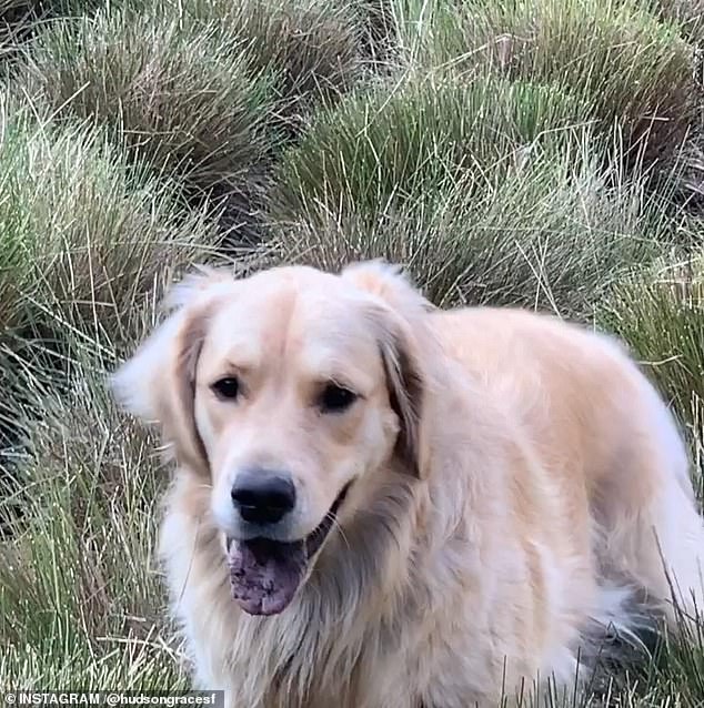 In those four years since adopting Reggie, the beautiful golden dog has become the star of her Instagram account, helping her reach the 2.5 million mark on Instagram.