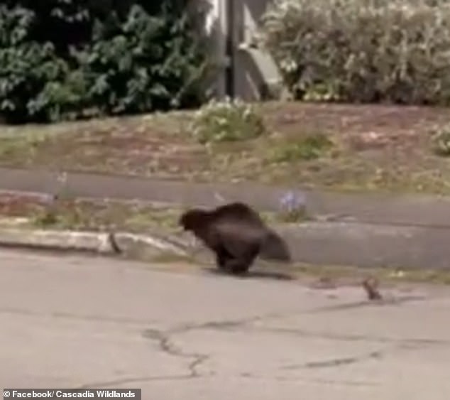 Willie Gonia, 33, saw a flash of hair running down the road in his rural Eugene neighborhood in April and ran out of his house with a camera in hand.