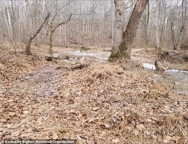 Pictured: The research site in Kentucky where Raymond captured a vocalization recording in 2013.