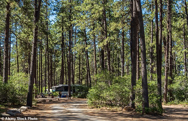 Locals use the San Juan National Forest to graze livestock and engage in outdoor sports such as hiking and camping.