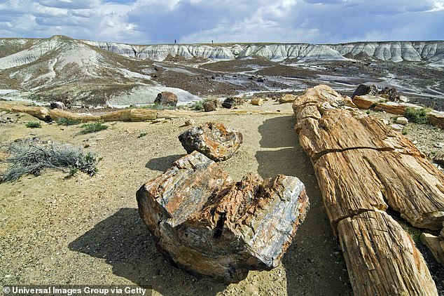 Petrified Forest National Park was established in 1906 by President Theodore Roosevelt, and 56 years later, in 1962, it was designated a national park.