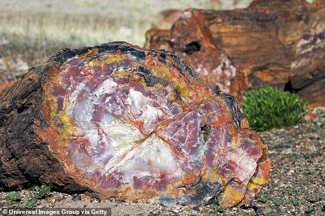 Petrified wood is made of nearly solid quartz, and each piece sparkles like a giant crystal.