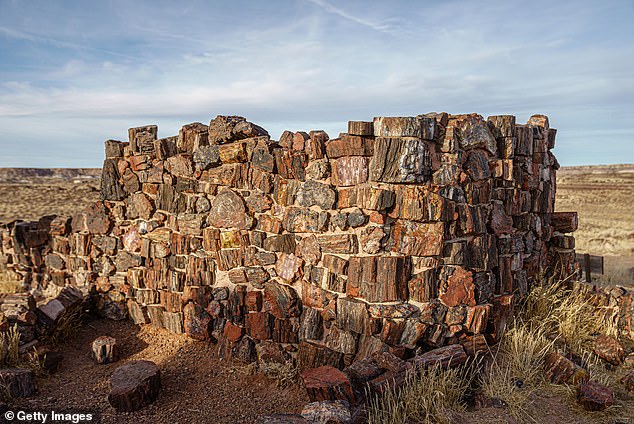 Gem collectors used to dynamit the logs to try to find quartz and opal, but the practice was prevented after the petrified forest was named a national monument and later a national park.