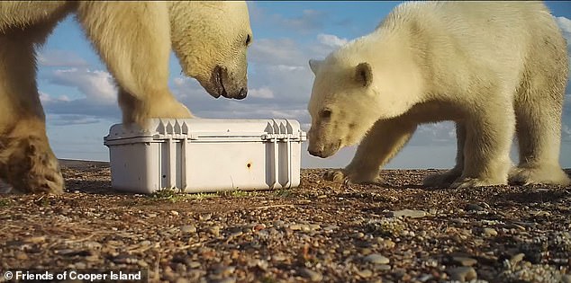 Divoky had created the boxes by cutting holes in rigid plastic suitcases, which had previously protected the birds from bears. But they've figured out how to infiltrate then.