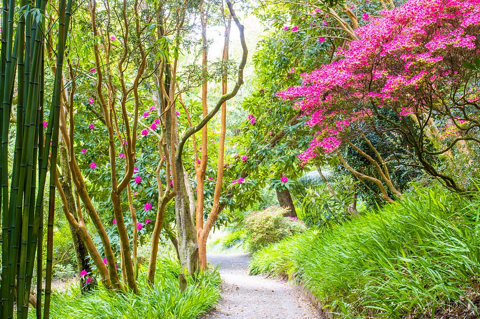 Bloomin' wonderful: British Gardens rated Trebah Garden as one of the best in England