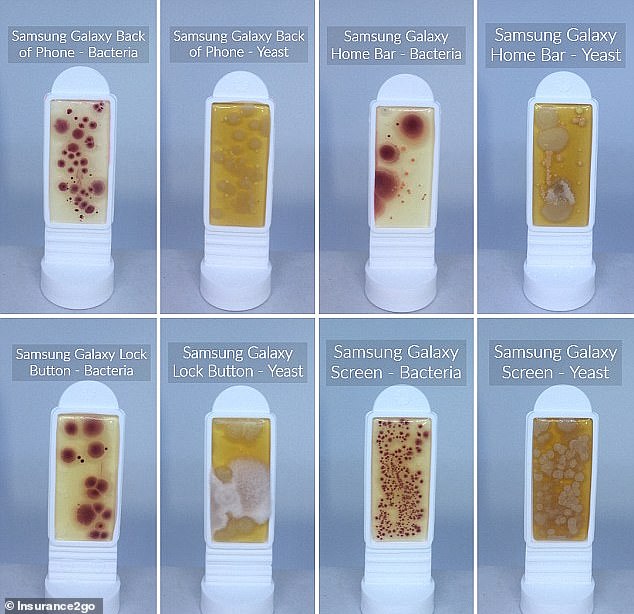 Researchers have found that your phone could contain up to 10 times more bacteria than your toilet seat. These images show colonies of bacteria and yeast grown from samples taken from several smartphones.