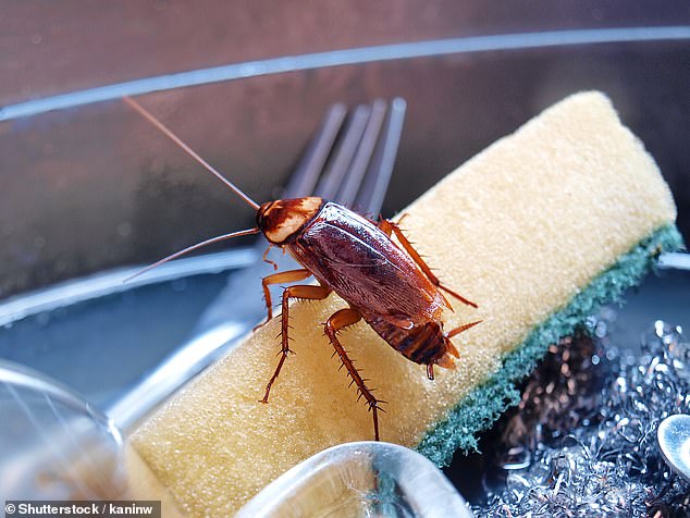 Previous studies have found that one in eight cockroaches carry the bacteria Pseudomonas aeruginosa (file image)