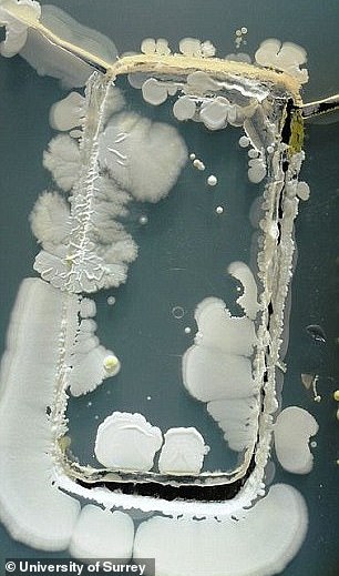 In a previous study, students printed their phones on Petri dishes (pictured) to reveal what types of bacteria could be found.