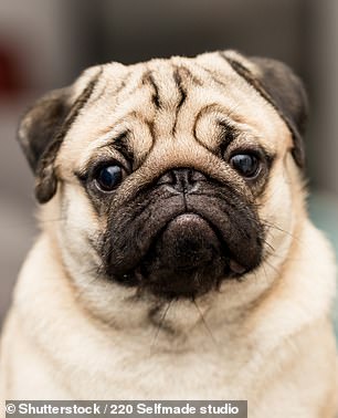 Other breeds he says adapt well to smaller homes include Pugs (seen, stock image), Shih Tzus and Greyhounds.