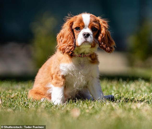 Angelo also recommended that people living in an apartment adopt Cavalier King Charles Spaniels, which he described as 