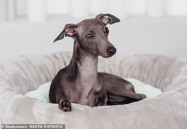 1728938489 809 Dog expert reveals the best and worst breeds to own