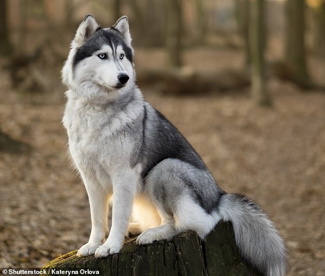 Angelo also advised against adopting Siberian Huskies if you have a small abode, as they are 