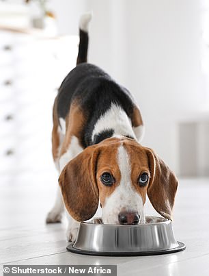 Additionally, Angelo said Australian shepherds, beagles (seen in the file image) and Jack Russell Terriers are not ideal for apartments.