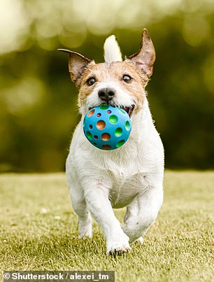 Additionally, Angelo said Australian shepherds, beagles and Jack Russell Terriers (file image) are not ideal for apartments.