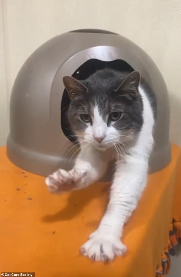 After a while, the gray and white feline soon became more comfortable at the Cat Care Society animal shelter in Colorado and began to free herself from her enclosure.