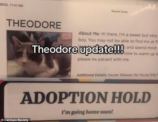 On Monday Cat Care Society announced that Theodore is officially on adoption hold.